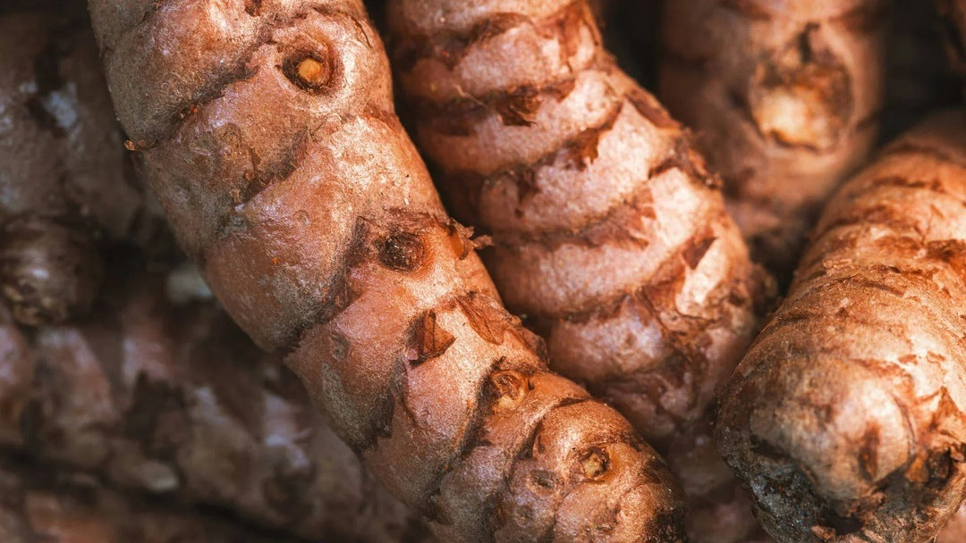 Wild Turmeric