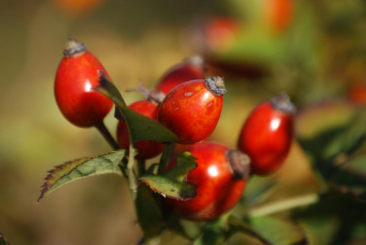 Rosehip - NamoMonk