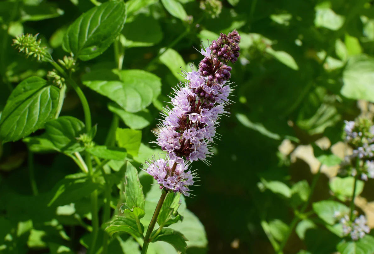 A close-up photo of green patchouli leaves with a textured surface.