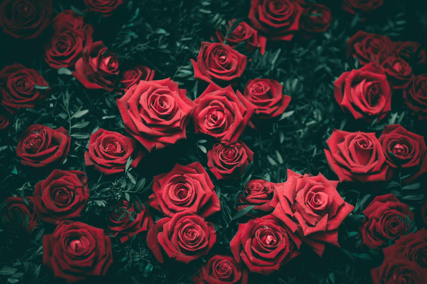 A photo of a few red roses in full bloom with green leaves.